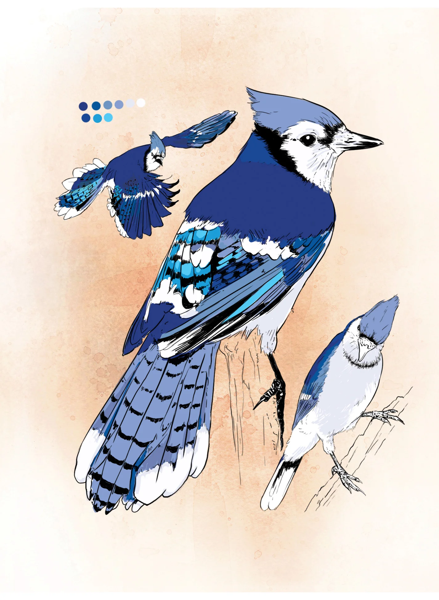 Blue jay (digital)