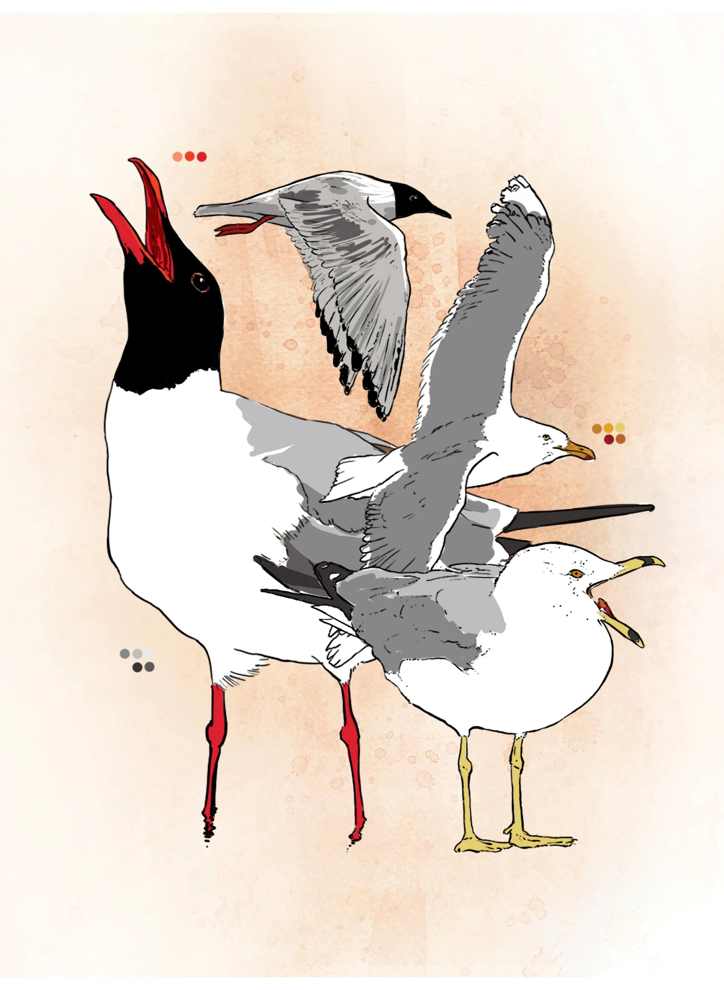 Gull (digital)