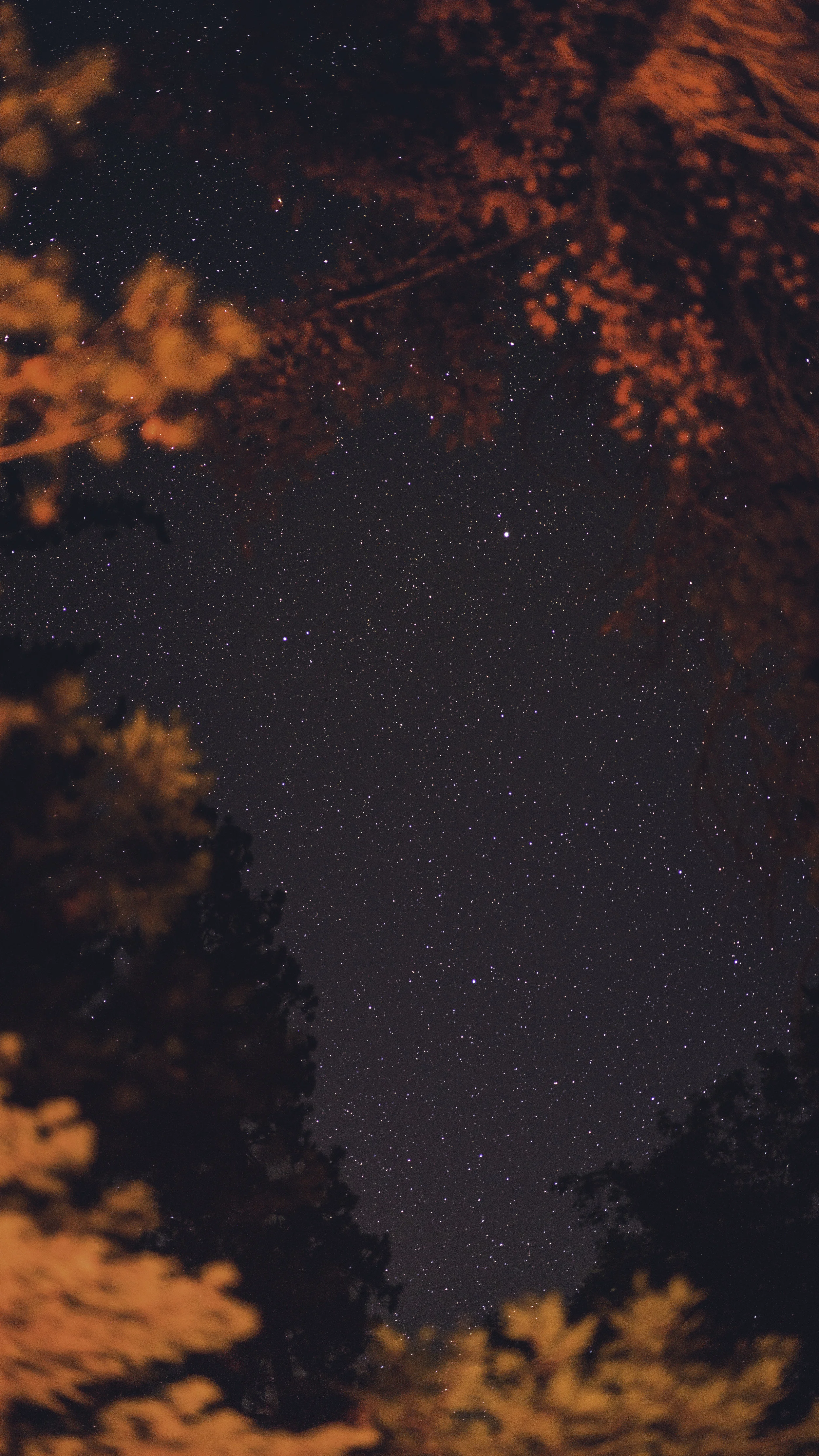 starts and leaves 1.jpg