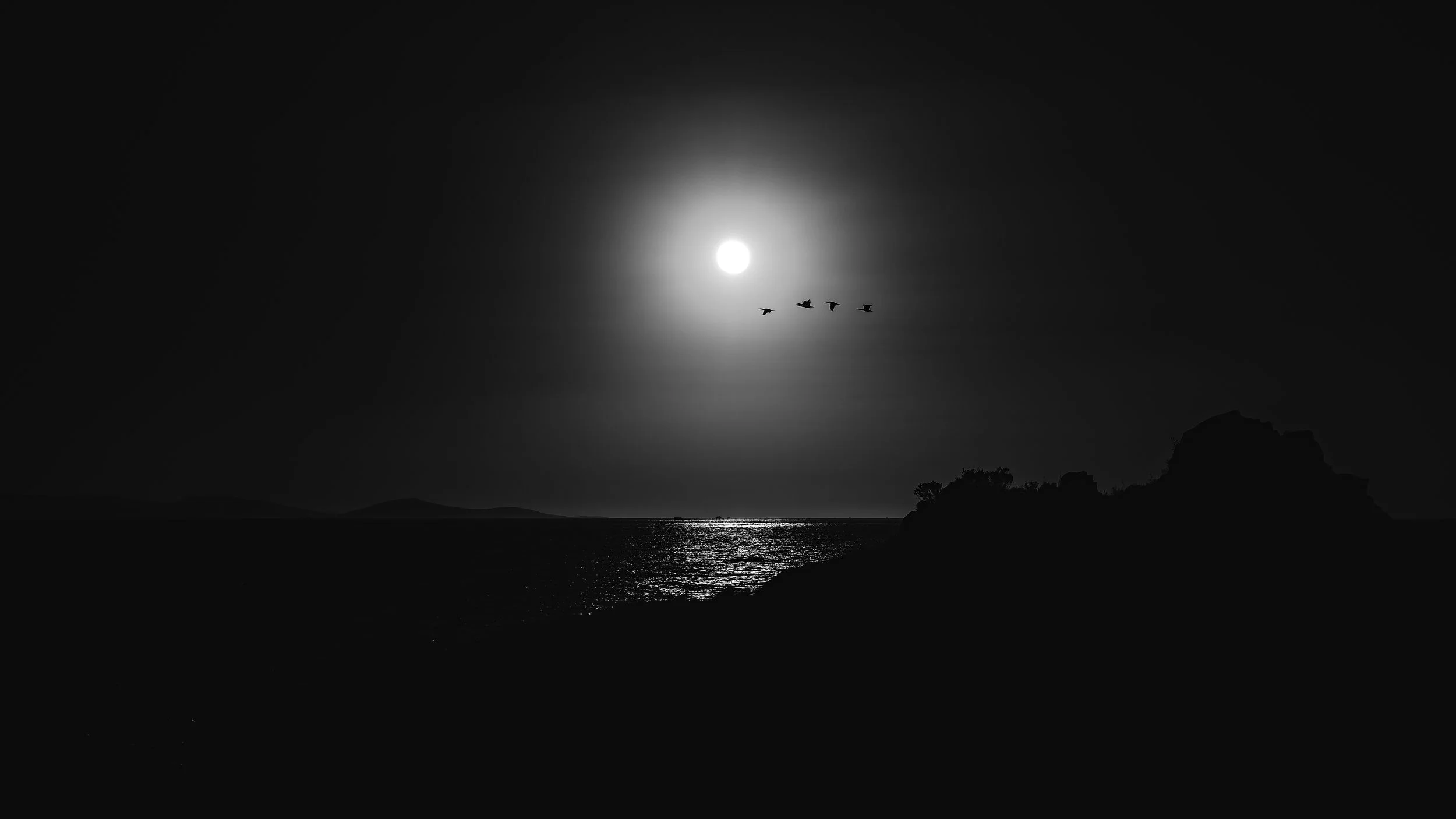 bodrum 3 birds bnw not cropped.jpg