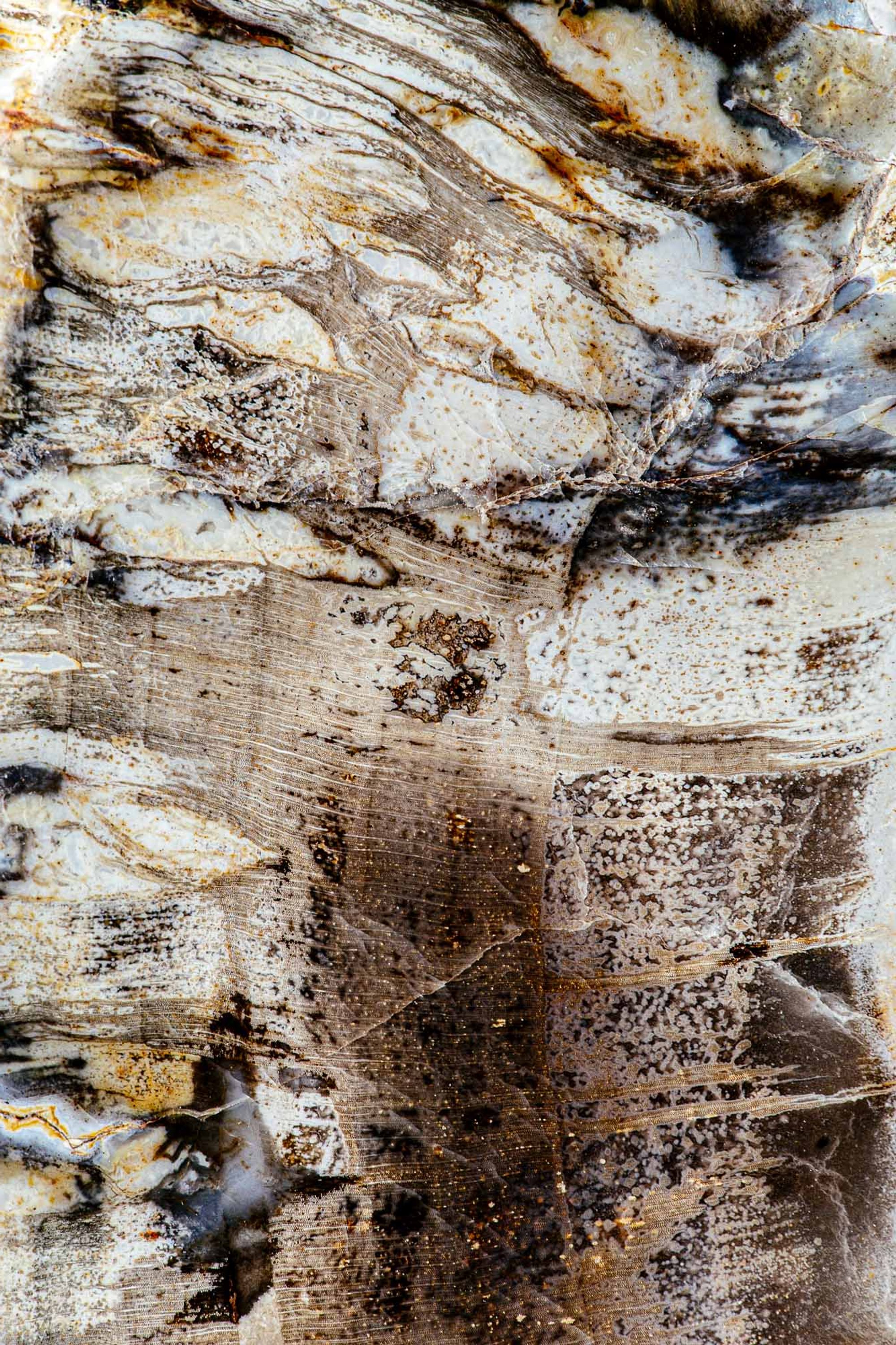 Tableau Bois Fossile