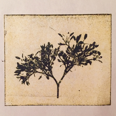 A fragile branch, printed on newsprint.
