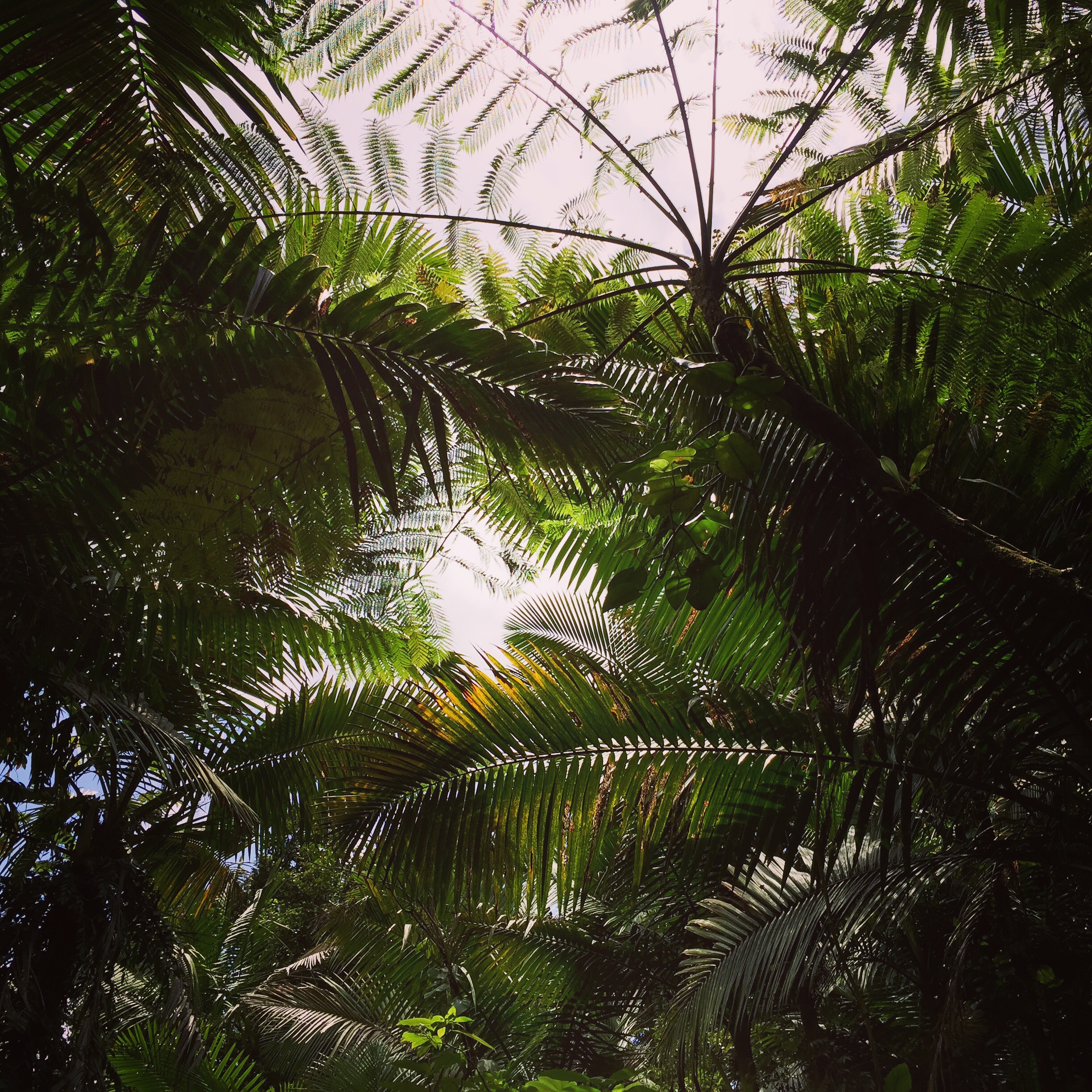 The sky through the rain forest. El Yunque. Always, my view is obscured.