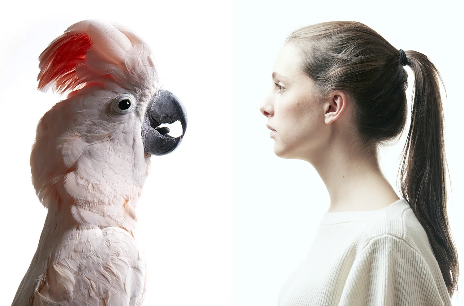 ANIMALS - pink-cacatues-bird-portrait-for-recto_verso_magazine-by-oskar.jpg