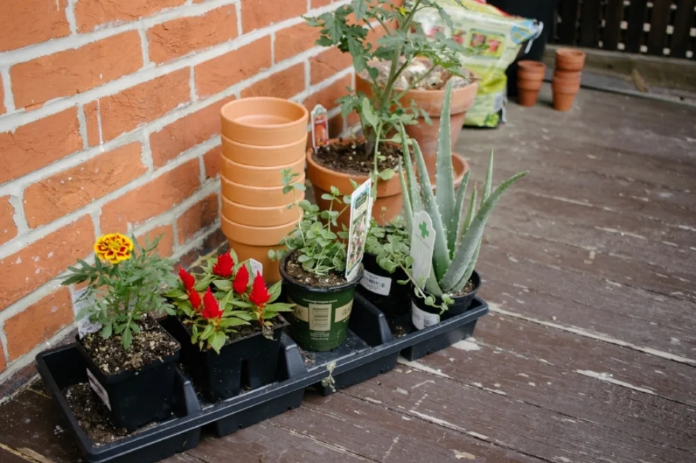 Benefits Of Planting A Windowsill Garden Oakmoss Collective