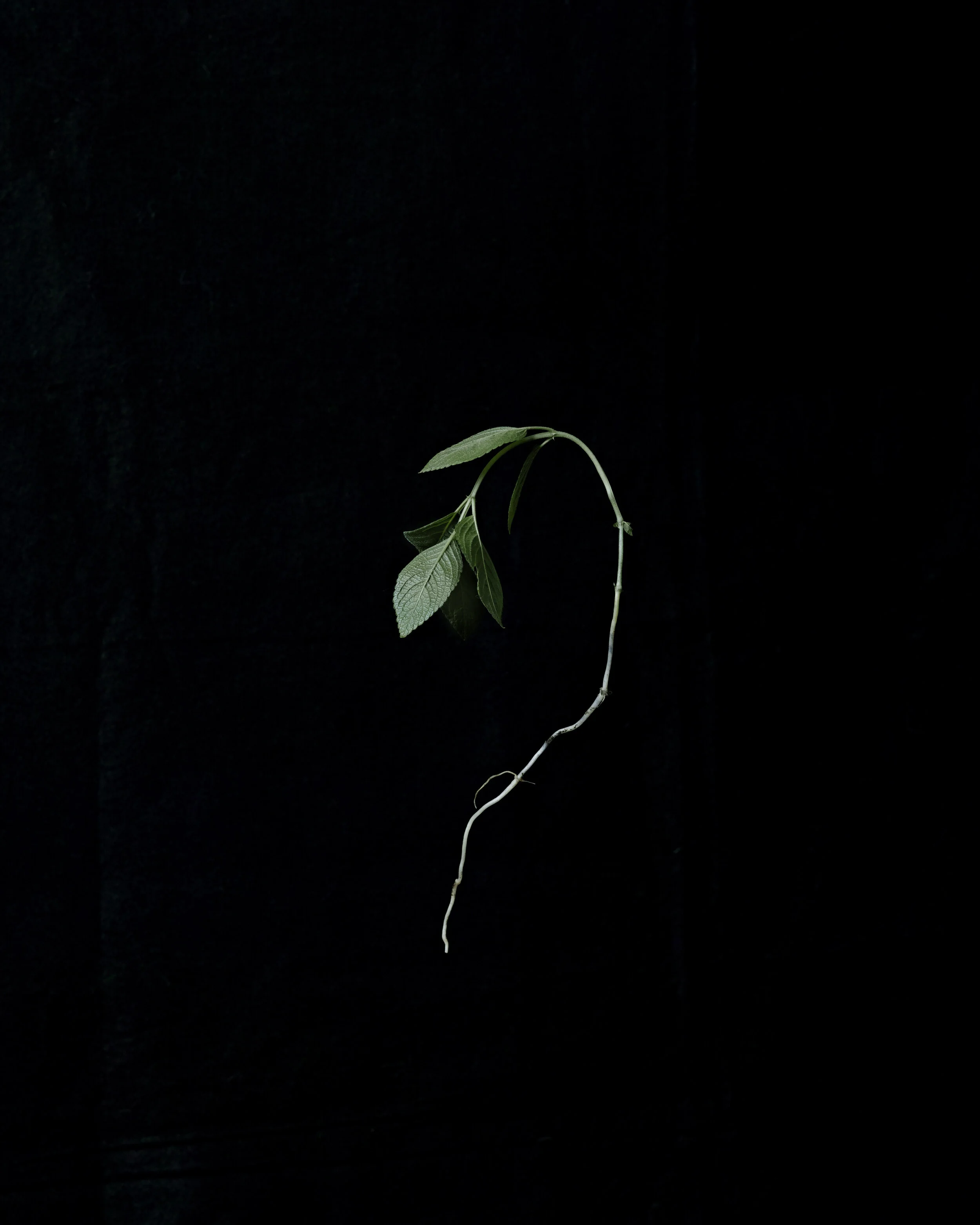 _SDI5624.jpg