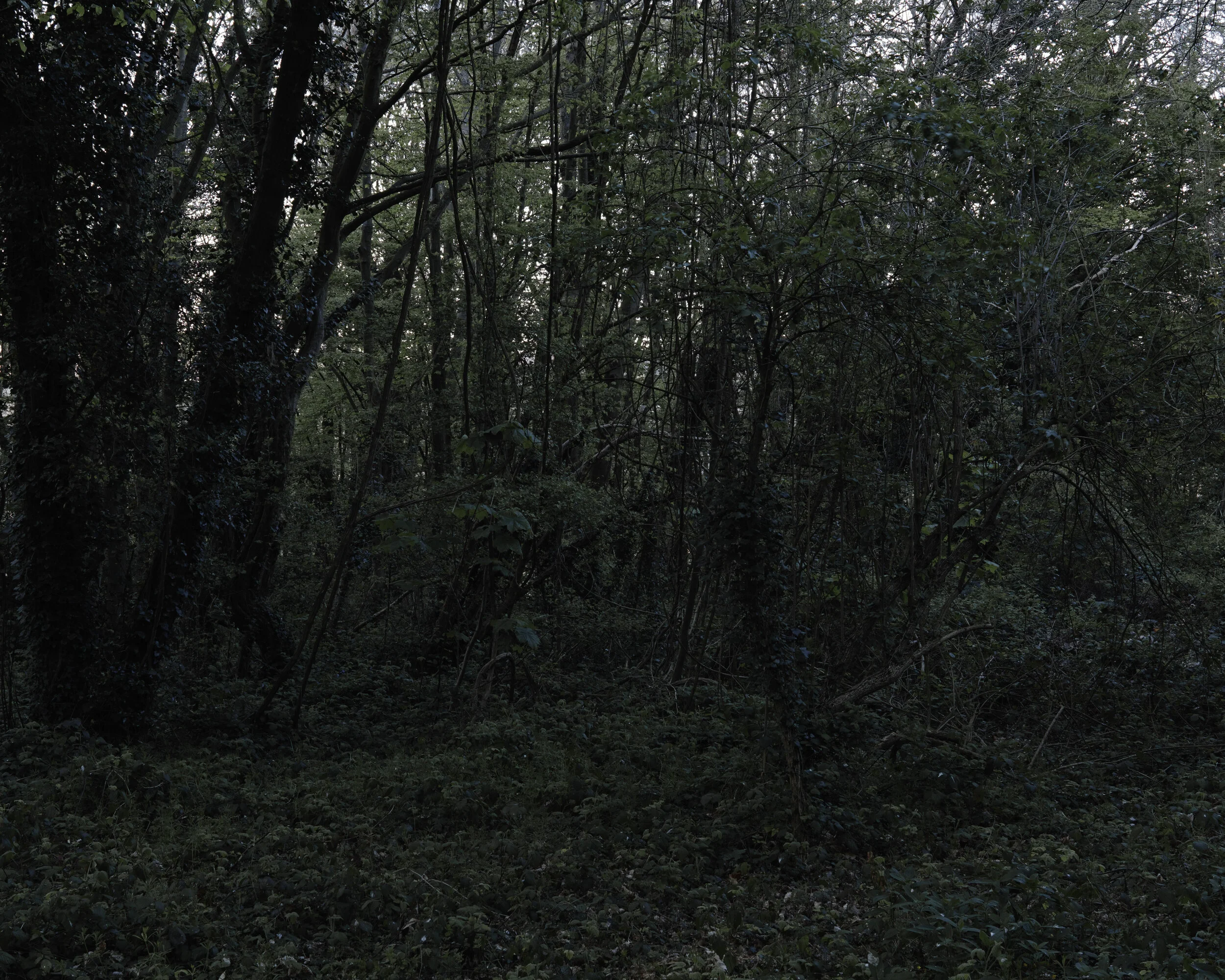 _SDI5682.jpg