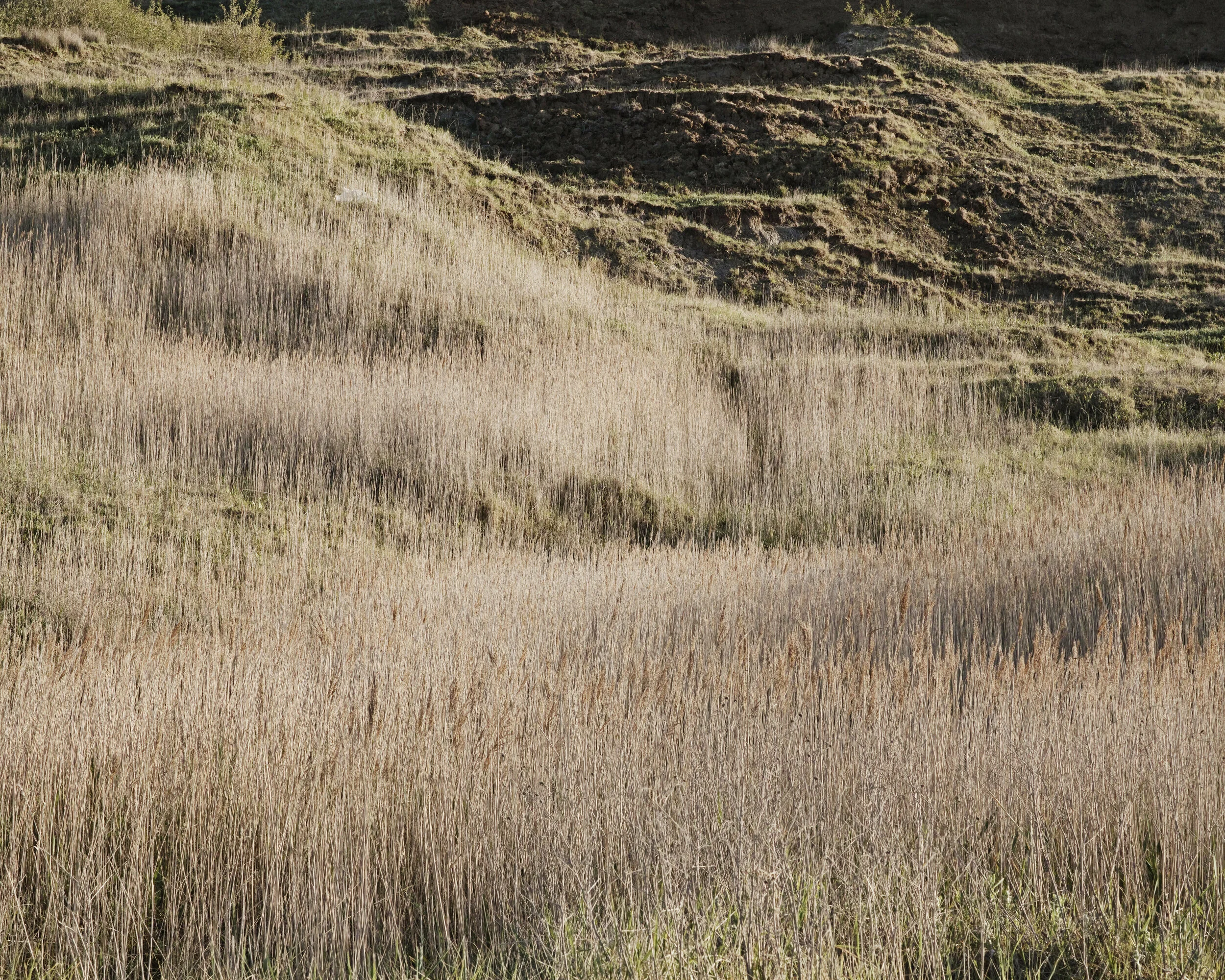 _SDI6643.jpg