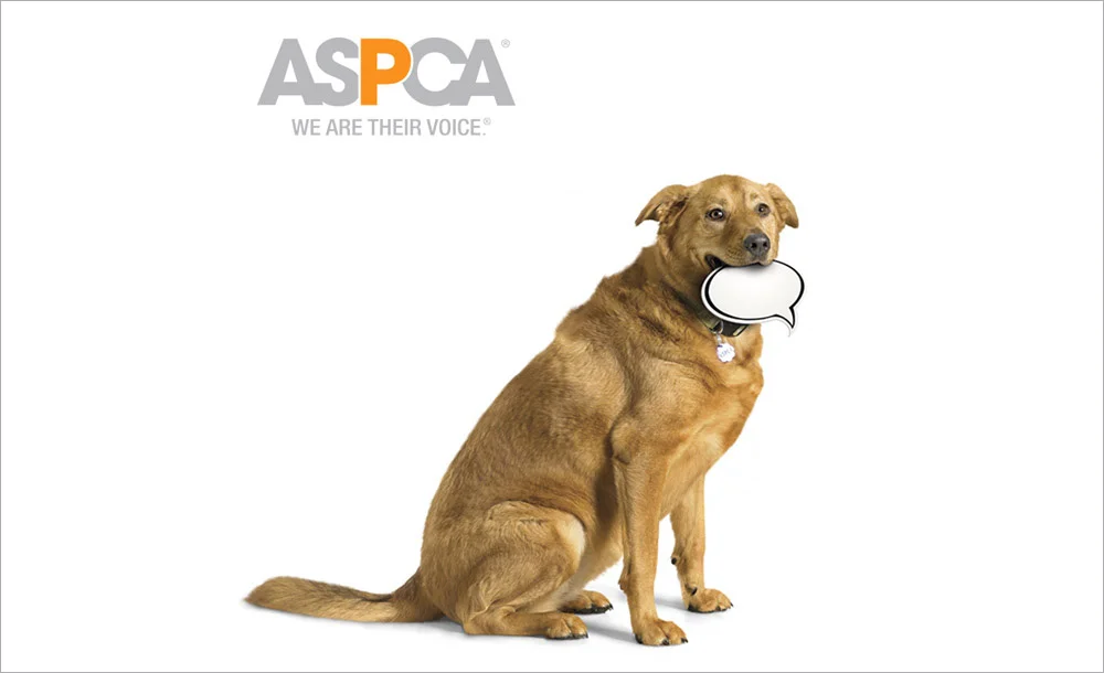 aspca6.jpg
