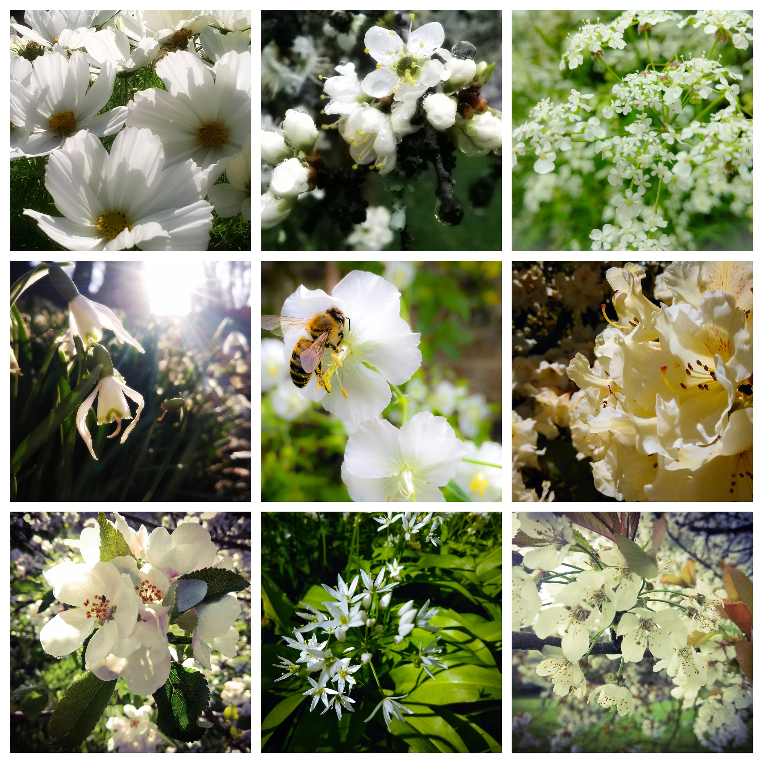 The Welsh Scrapbook shades of white SQUARE MASTER.jpg