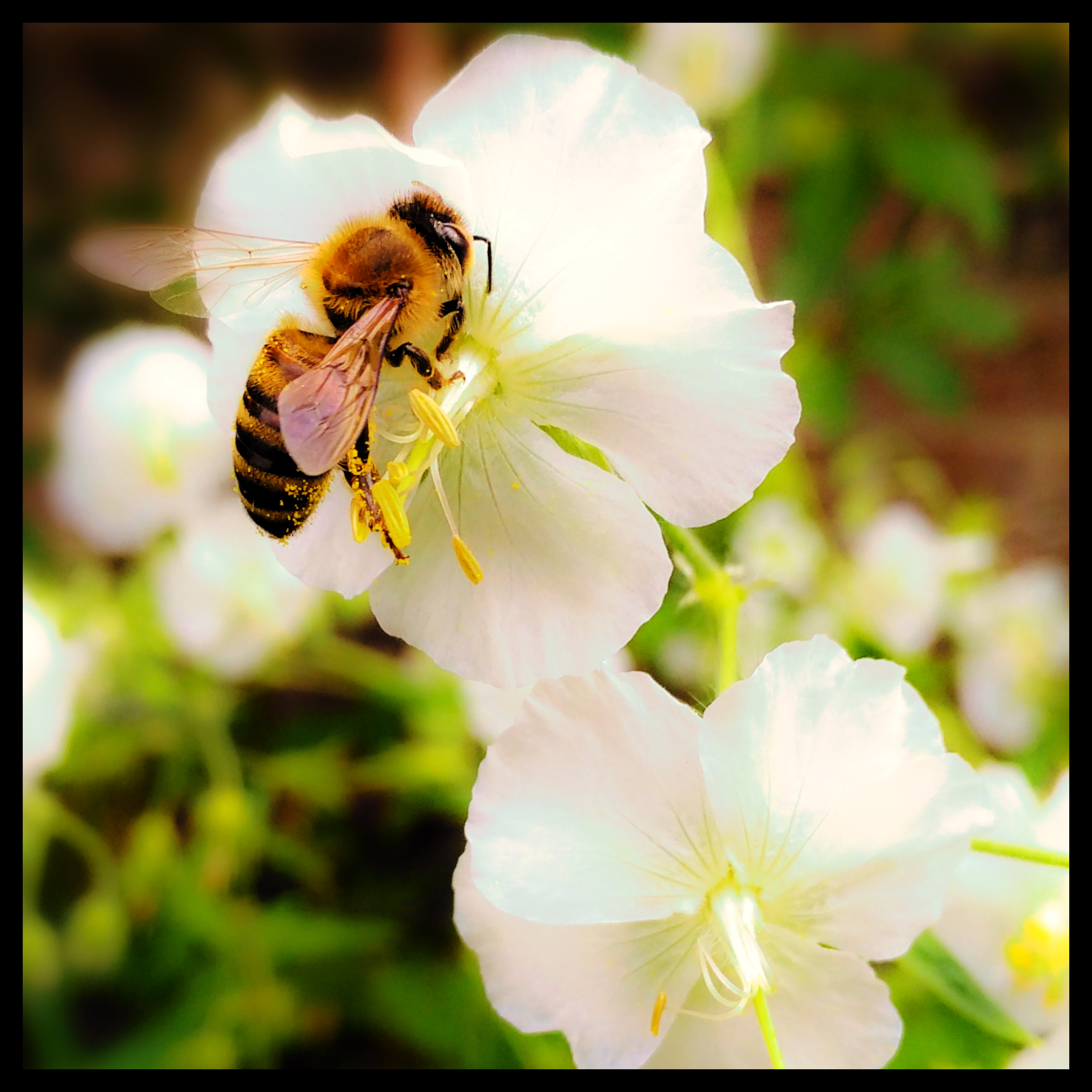 The Welsh Scrapbook bee SQUARE MASTER.jpg