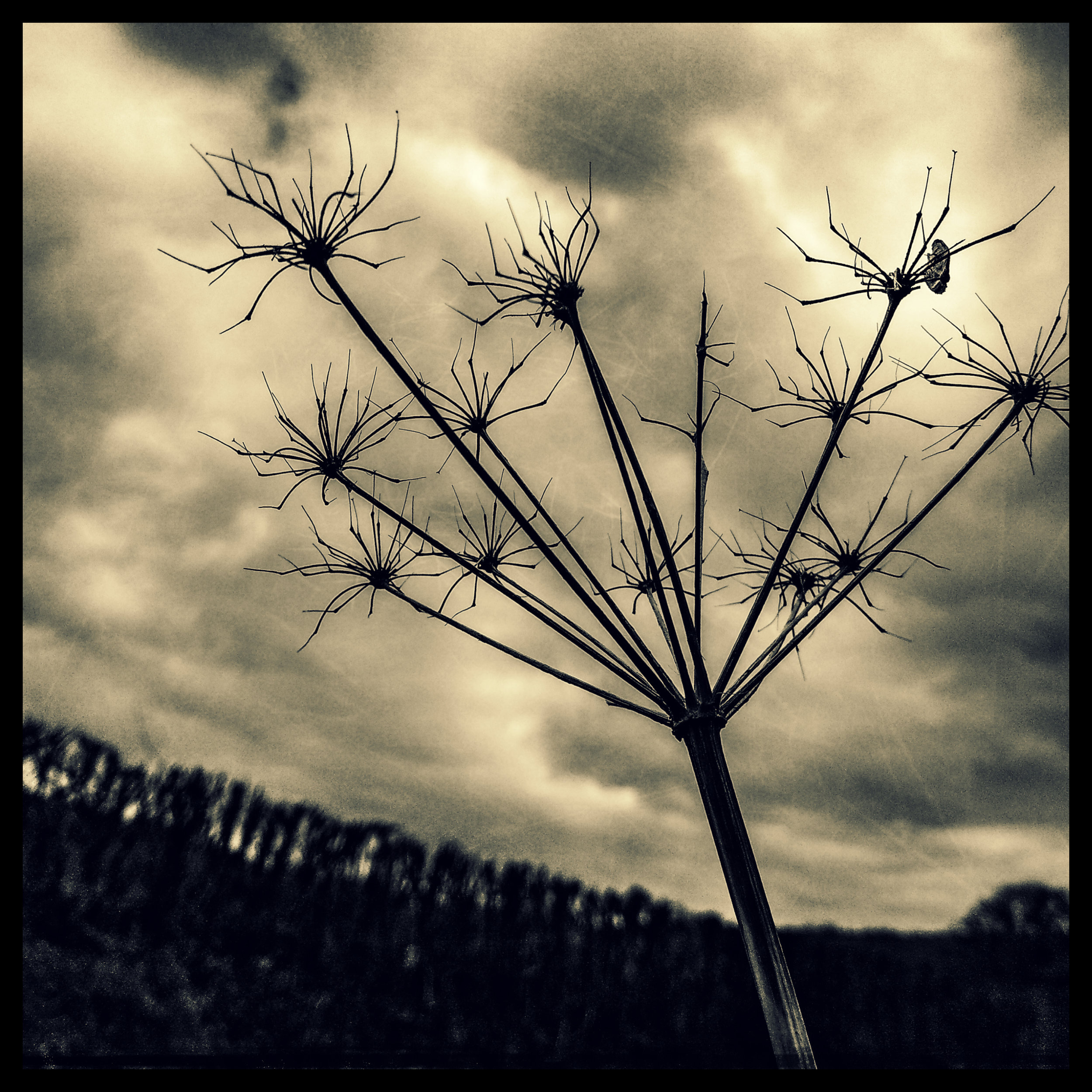 The Welsh Scrapbook seed head SQUARE MASTER.jpg