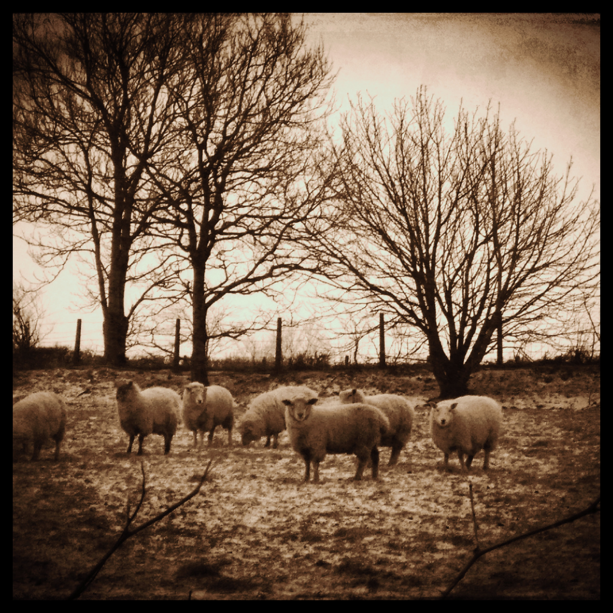 The Welsh Scrapbook sheep SQUARE MASTER.jpg