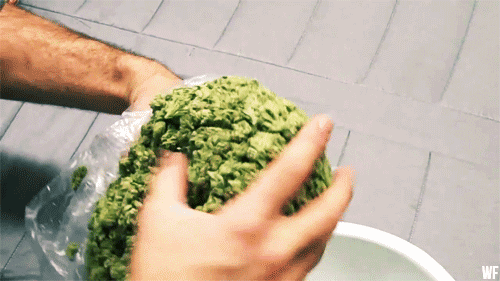 giphy-1.gif