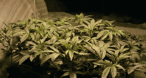 growingpot.gif