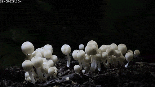 source.gif