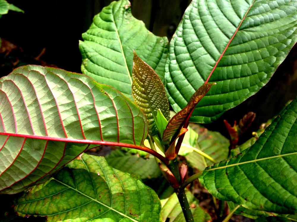 super-green-malaysian-kratom-plants-for-sale.jpg