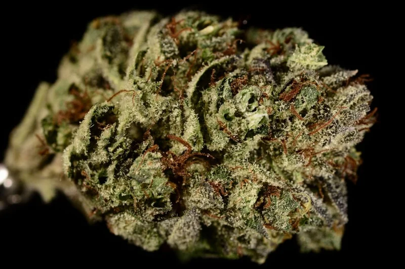 triple-diesel-strain-theory-800x533.jpg