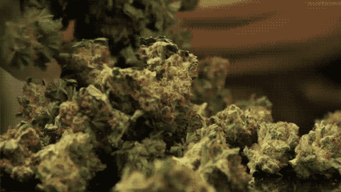 1zz21.gif