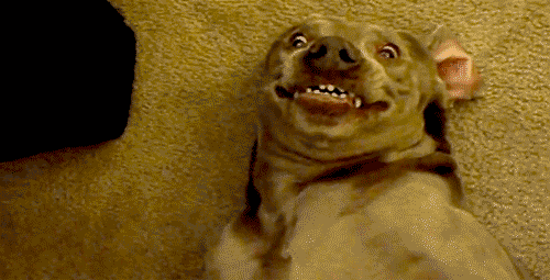 too high dog.gif