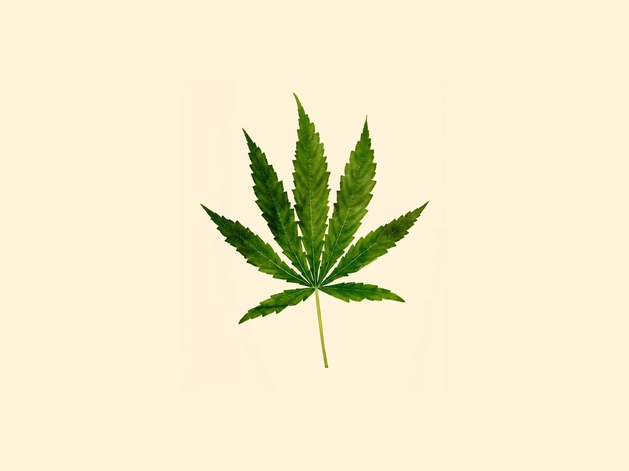 marijuana-522464999.jpg