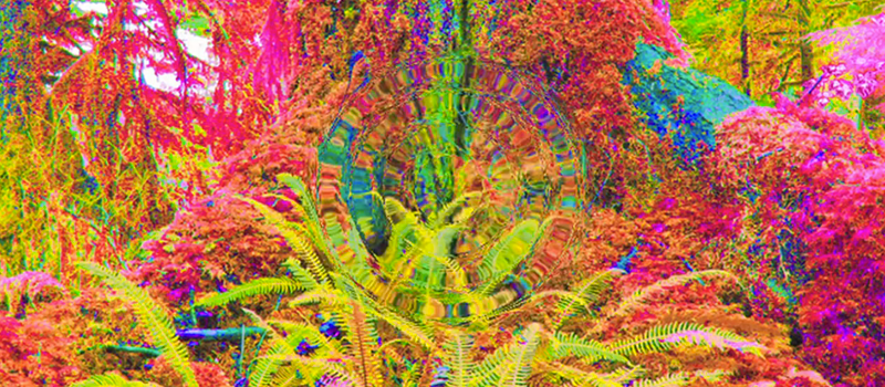 psychedelic-experience.png