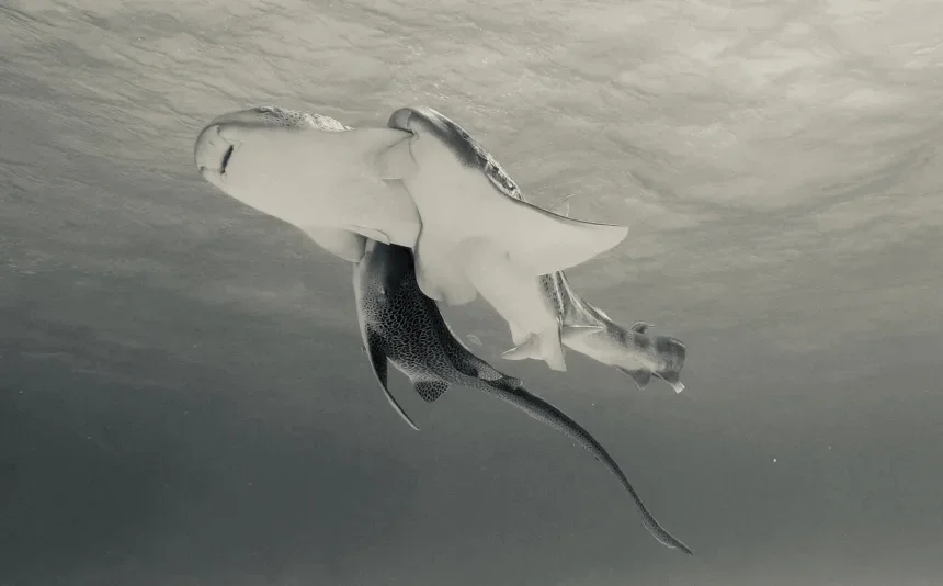 Sharks Engage in Double Penetration Deep in the Blue Sea