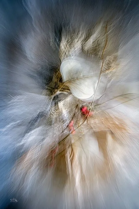 Deconstruction of a Corsage.jpg