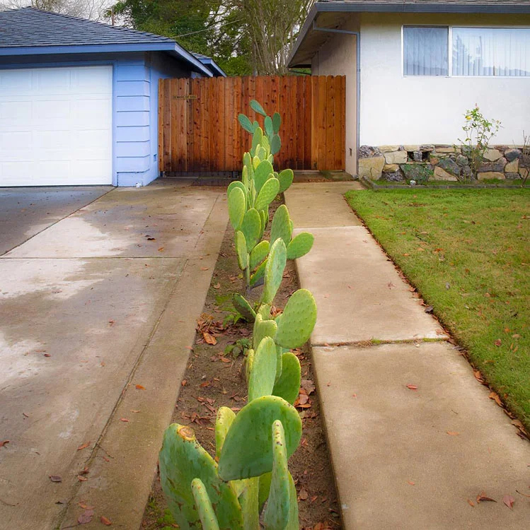 Cactus_from the series Property Line, Roberta Neidigh