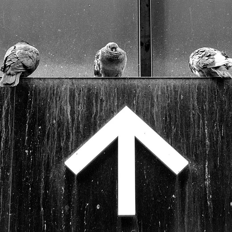 Birds of a Feather, David Pittenger