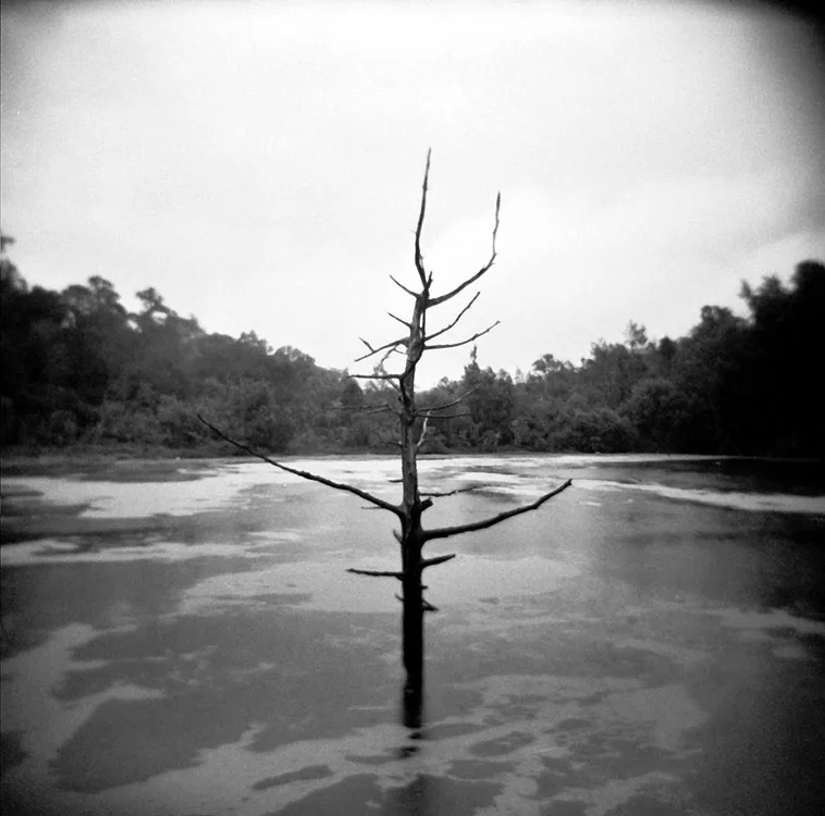The Swamp Caitlin McMullough