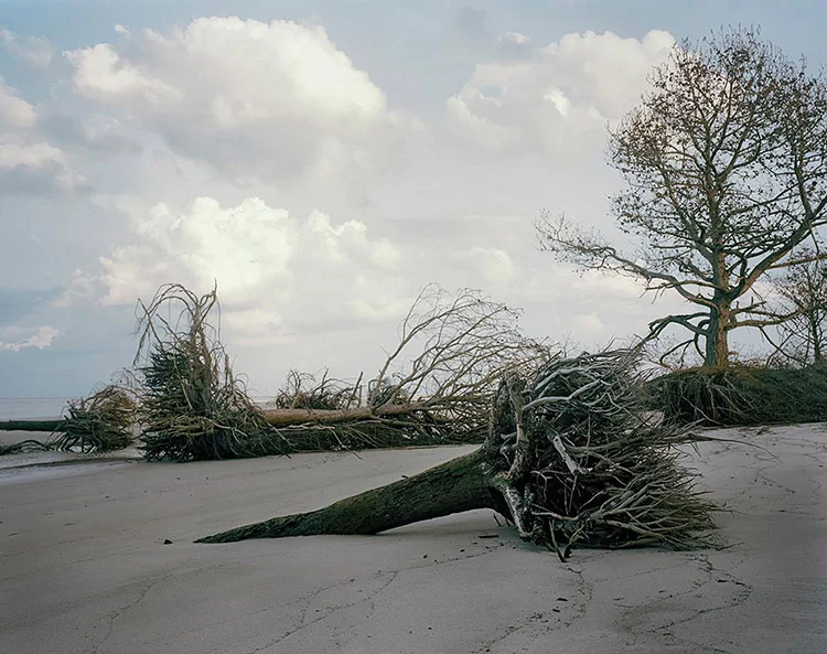 Cabretta Dylan Wilson
