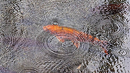 Rain Rings Beamie Young