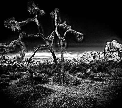 Joshua Tree Conrad Pressma