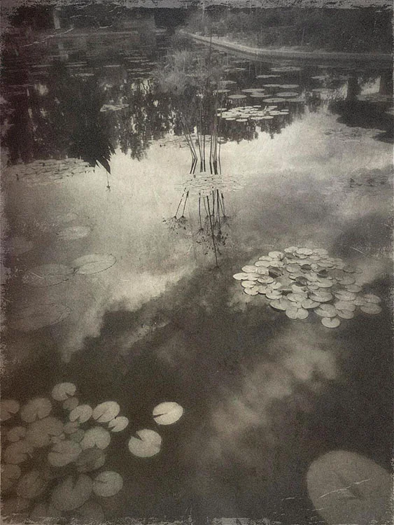 Lily Pads Wendi Schneider