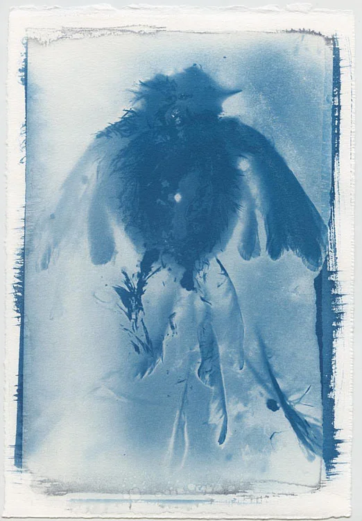 Losing Flight, who Killed Cock Robin Series Archival print of Cyanotype from an original Lumen print on hand coated paper Ky Lewis