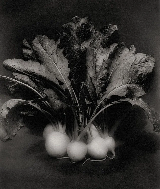 Ghost Turnips 6.5 x 8.5 dry plate image, handmade silver gelatin emulsion print D Ross