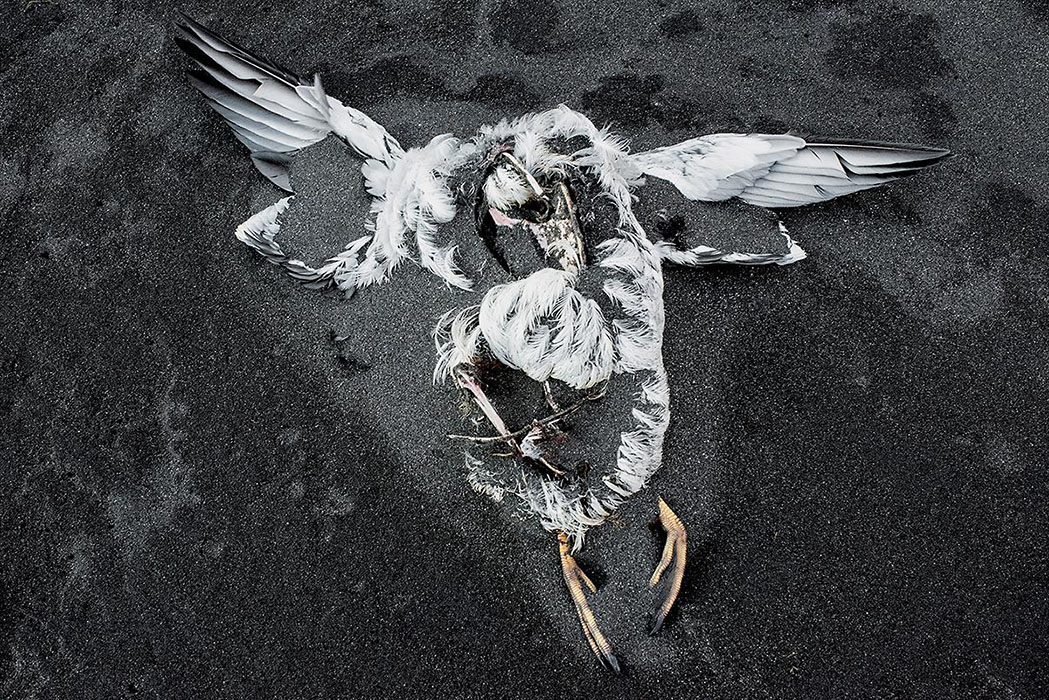 Fly No More. Ólafsfjördur, Iceland Robert Atwater