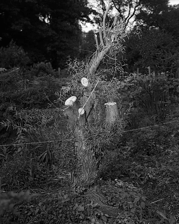 Untitled Courtney Crawford