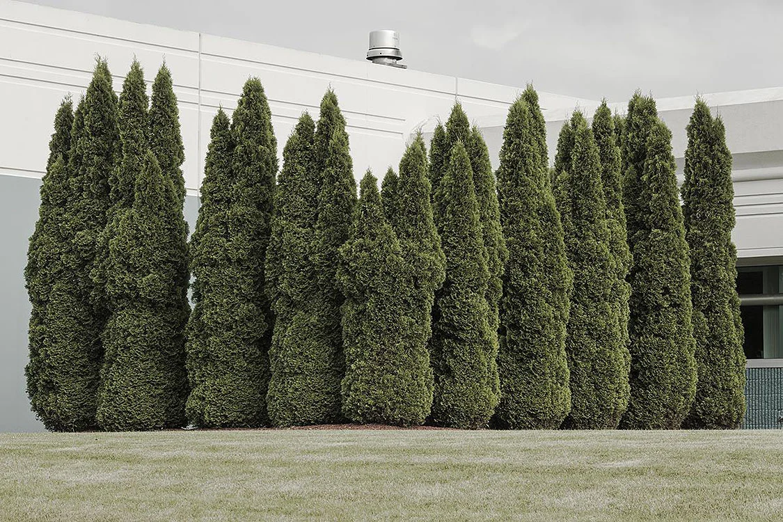 Tree Fence Kathleen Taylor