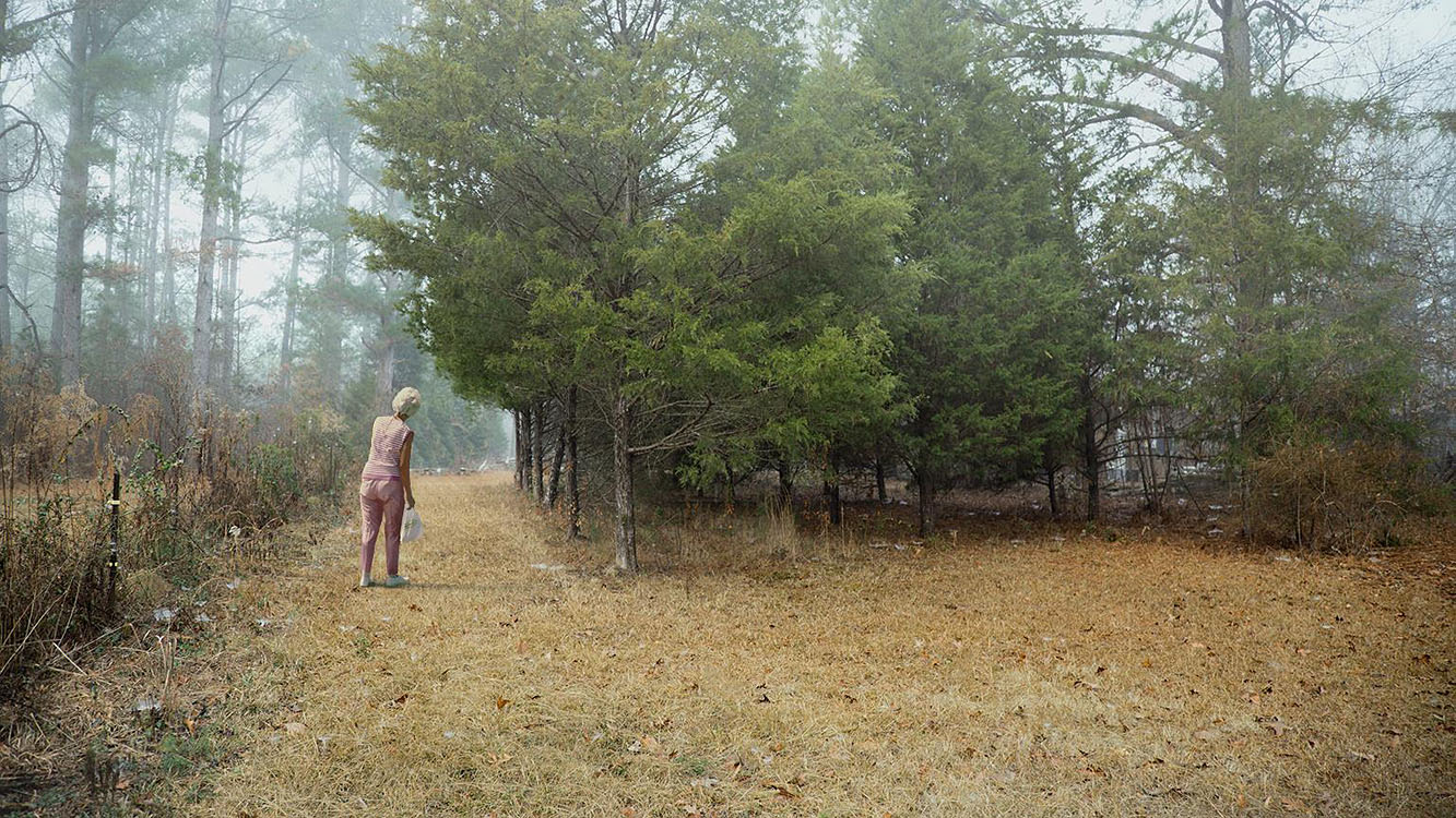 Tree Line Dominic Lippillo