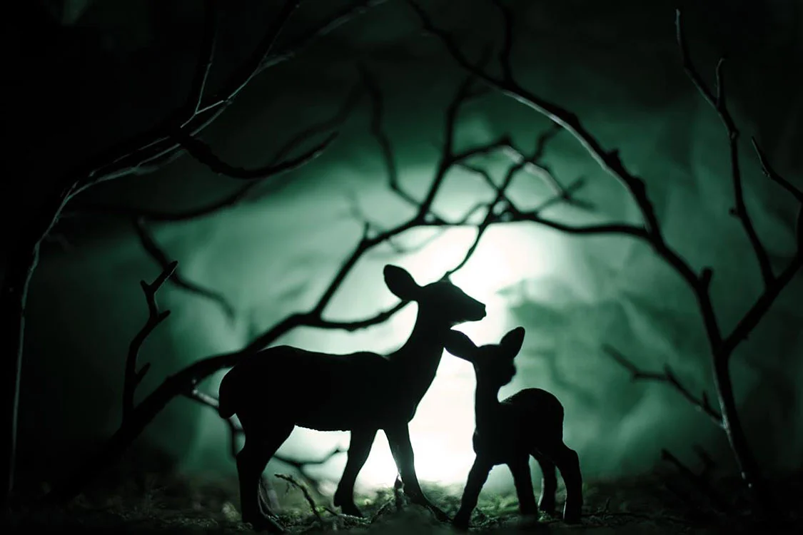 Into the Forest Kathryn Reichert