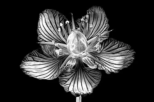 Grass of Parnassus Bill Harbin