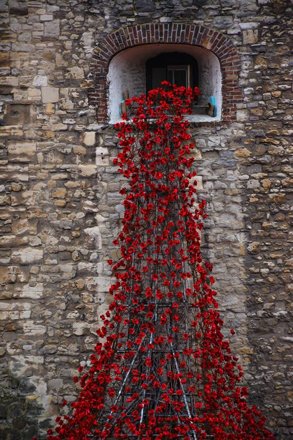   Poppies Honoring Great War   Patricia Bray 