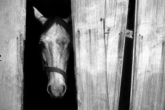   Trouble's Barn, Rolling Hills, CA, 1978   William Bullard 