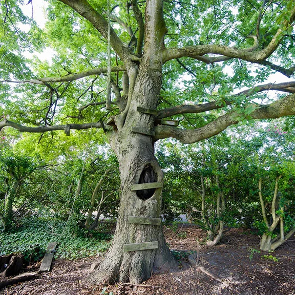   Hide Tree   Alec Dann 