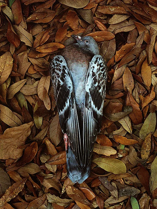 Pigeon Sara Fields
