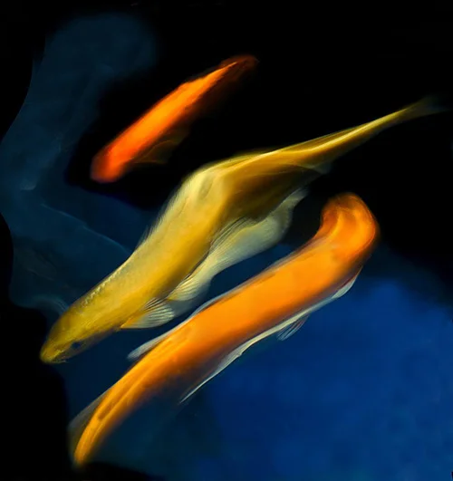 Dancing Koi Andrew Hoff