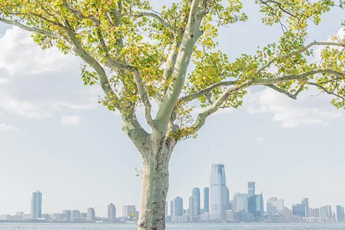 London Plane, Govenor's Island, NYC, 2016 Gregory Spaid