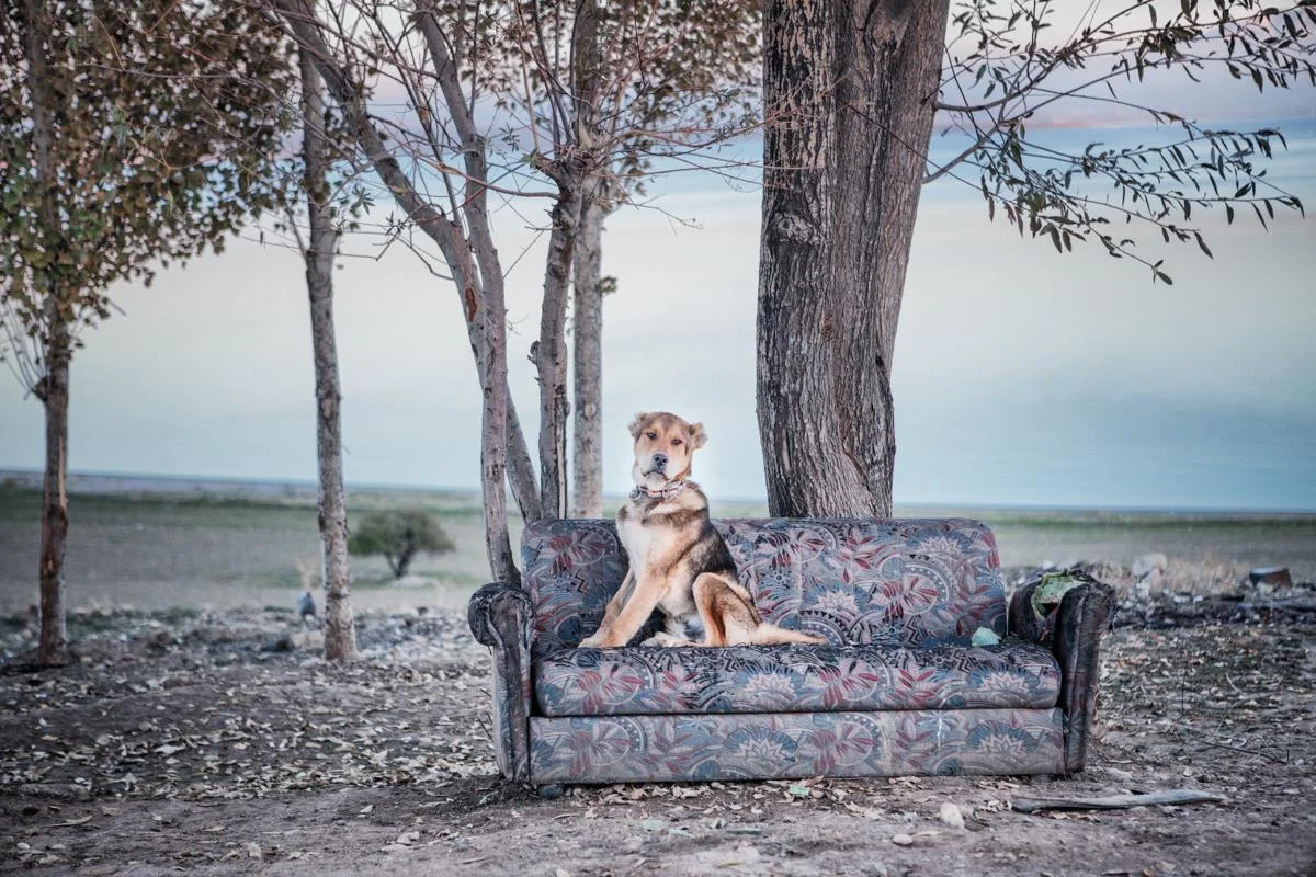 The Dog and the Sofa Nadir Bucan